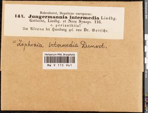 Lophoziopsis excisa (Dicks.) Konstant. & Vilnet, Гербарий мохообразных, Мхи - Западная Европа (BEu) (Германия)