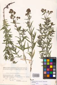 Подмаренник мареновидный L., Восточная Европа, Нижневолжский район (E9) (Россия)