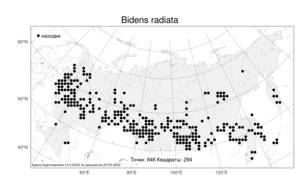 Bidens radiata, Череда лучистая Thuill., Атлас флоры России (FLORUS) (Россия)
