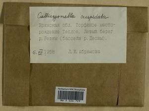 Calliergonella cuspidata (Hedw.) Loeske, Гербарий мохообразных, Мхи - Центральное Нечерноземье (B6) (Россия)