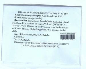 Eremonotus myriocarpus (Carrington) Lindb. & Kaal., Гербарий мохообразных, Мхи - Дальний Восток (без Чукотки и Камчатки) (B20) (Россия)