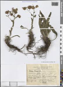 Риндера четырехщетинковая (Pall.) L'Hér. ex DC. & A.DC., Средняя Азия и Казахстан, Сырдарьинские пустыни и Кызылкумы (M7) (Узбекистан)