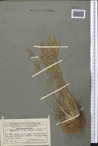 Мятлик луковичный L., Средняя Азия и Казахстан, Западный Тянь-Шань и Каратау (M3) (Казахстан)