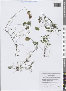 Клевер ползучий L., Сибирь, Чукотка и Камчатка (S7) (Россия)