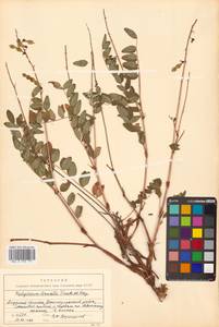 Копеечник копеечниковый (L.) Schinz & Thell., Сибирь, Дальний Восток (S6) (Россия)