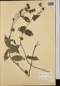 Hieracium racemosum Waldst. & Kit. ex Willd., Западная Европа (EUR) (Швеция)