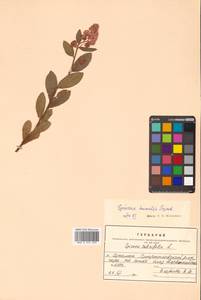 Спирея иволистная, Таволга иволистная L., Сибирь, Дальний Восток (S6) (Россия)