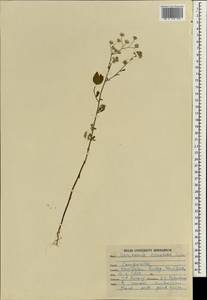 Cyanthillium cinereum (L.) H. Rob., Зарубежная Азия (ASIA) (Индия)