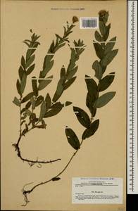 Pentanema salicinum subsp. asperum (Poir.) Mosyakin, Кавказ, Ставропольский край, Карачаево-Черкесия, Кабардино-Балкария (K1b) (Россия)