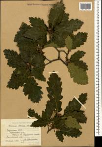 Quercus petraea subsp. polycarpa (Schur) Soó, Кавказ, Грузия (K4) (Грузия)