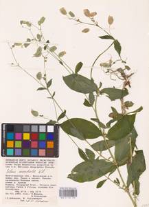 Смолевка обыкновенная, Хлопушка (Moench) Garcke, Восточная Европа, Нижневолжский район (E9) (Россия)