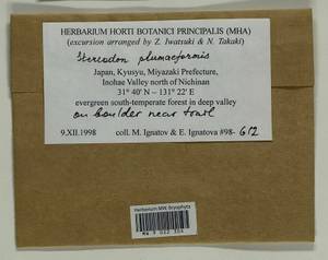 Calohypnum plumiforme (Wilson) Jan Kučera & Ignatov, Гербарий мохообразных, Мхи - Азия (вне границ бывшего СССР) (BAs) (Япония)