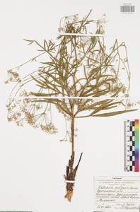 Резак обыкновенный Bernh., Восточная Европа, Центральный район (E4) (Россия)