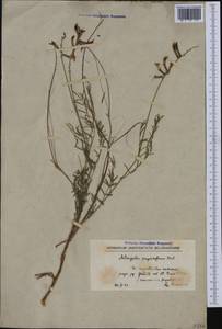 Astragalus gladiatus Boiss., Западная Европа (EUR) (Северная Македония)