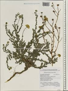 Pulicaria incisa (Lam.) DC., Зарубежная Азия (ASIA) (Израиль)