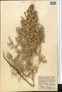 Oreosalsola montana (Litv.) Akhani, Средняя Азия и Казахстан, Сырдарьинские пустыни и Кызылкумы (M7) (Узбекистан)
