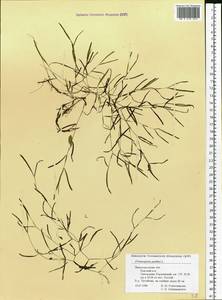 Рдест маленький L., Восточная Европа, Волжско-Камский район (E7) (Россия)