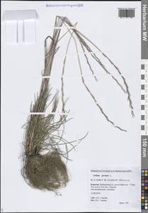 Плевел многолетний L., Сибирь, Прибайкалье и Забайкалье (S4) (Россия)