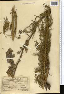 Aconitum soongoricum Stapf, Средняя Азия и Казахстан, Северный и Центральный Тянь-Шань (M4) (Казахстан)