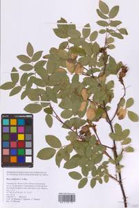 Шиповник даурский Pall., Сибирь, Дальний Восток (S6) (Россия)