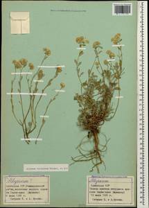 Odontarrhena tortuosa (Waldst. & Kit. ex Willd.) C.A.Mey., Кавказ, Армения (K5) (Армения)