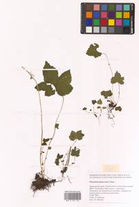 Таволга гладчайшая (Nakai) Nakai, Сибирь, Дальний Восток (S6) (Россия)