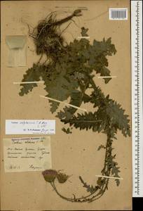 Чертополох прижатый C.A.Mey., Кавказ, Южная Осетия (K4b) (Южная Осетия)
