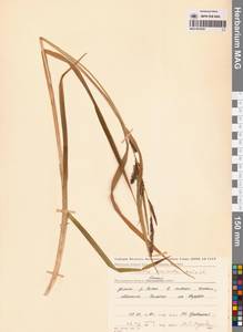 Осока пузыреватая Meinsh., Сибирь, Чукотка и Камчатка (S7) (Россия)