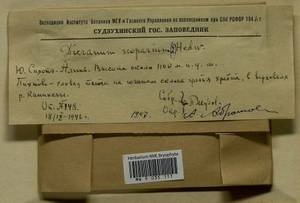 Dicranum scoparium Hedw., Гербарий мохообразных, Мхи - Дальний Восток (без Чукотки и Камчатки) (B20) (Россия)
