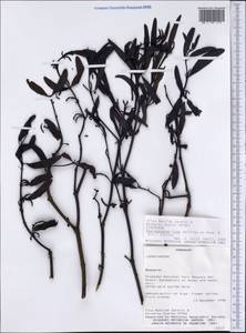 Phoradendron liga (Gillies ex Hook. & Arn.) Eichl., Америка (AMER) (Парагвай)