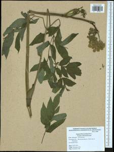 Сныть обыкновенная L., Восточная Европа, Центральный район (E4) (Россия)