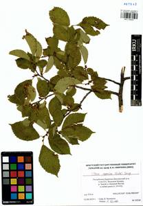 Ulmus davidiana var. japonica (Rehder) Nakai, Сибирь, Прибайкалье и Забайкалье (S4) (Россия)