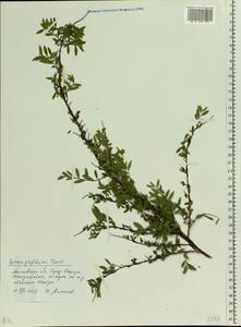 Spiraea ×cinerea Zabel, Восточная Европа, Московская область и Москва (E4a) (Россия)