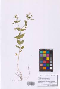 Stellaria aquatica (L.) Scop., Восточная Европа, Московская область и Москва (E4a) (Россия)