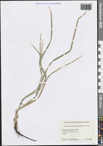 Волоснец кистистый, Колосняк кистистый (Lam.) Tzvelev, Кавказ, Абхазия (K4a) (Абхазия)