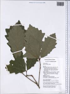 Quercus bicolor Willd., Америка (AMER) (США)