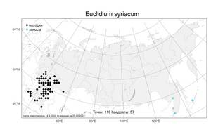 Euclidium syriacum, Крепкоплодник сирийский (L.) W.T.Aiton, Атлас флоры России (FLORUS) (Россия)
