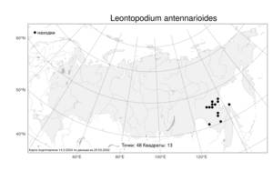 Leontopodium antennarioides, Эдельвейс антеннариевидный Soczava, Атлас флоры России (FLORUS) (Россия)