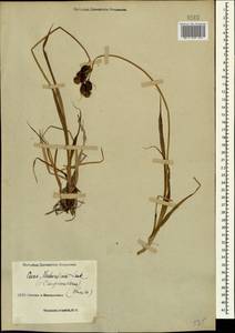 Carex aterrima subsp. medwedewii (Leskov) T.V.Egorova, Кавказ, Грузия (K4) (Грузия)