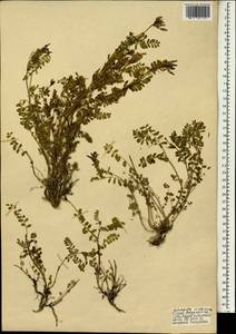 Astragalus viridissimus Freyn & Sint., Зарубежная Азия (ASIA) (Турция)