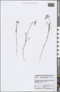 Cardamine polemonioides Rouy, Сибирь, Центральная Сибирь (S3) (Россия)