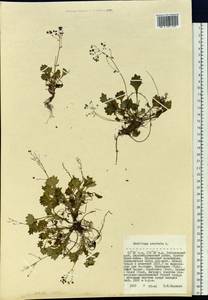 Micranthes punctata (L.) Losinsk., Сибирь, Дальний Восток (S6) (Россия)