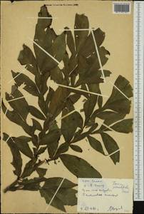 Tacca leontopetaloides (L.) Kuntze, Австралия и Океания (AUSTR) (Самоа)