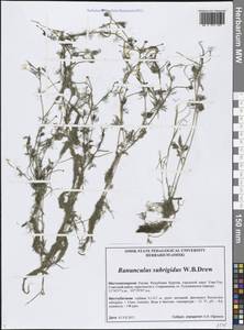 Ranunculus subrigidus W.B.Drew, Сибирь, Прибайкалье и Забайкалье (S4) (Россия)