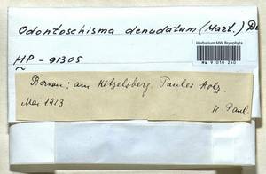 Odontoschisma denudatum (Mart.) Dumort., Гербарий мохообразных, Мхи - Западная Европа (BEu) (Германия)