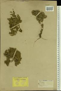Nanophyton erinaceum subsp. erinaceum, Восточная Европа, Нижневолжский район (E9) (Россия)