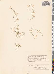 Болотник обыкновенный L., Сибирь, Чукотка и Камчатка (S7) (Россия)