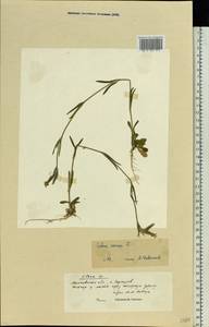 Silene conica subsp. conica, Восточная Европа, Московская область и Москва (E4a) (Россия)