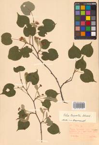 Липа амурская Rupr., Сибирь, Дальний Восток (S6) (Россия)