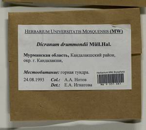 Dicranum drummondii Müll. Hal., Гербарий мохообразных, Мхи - Карелия, Ленинградская и Мурманская области (B4) (Россия)